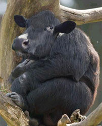 manda yuva yapmış bilin bakalam nere.jpg